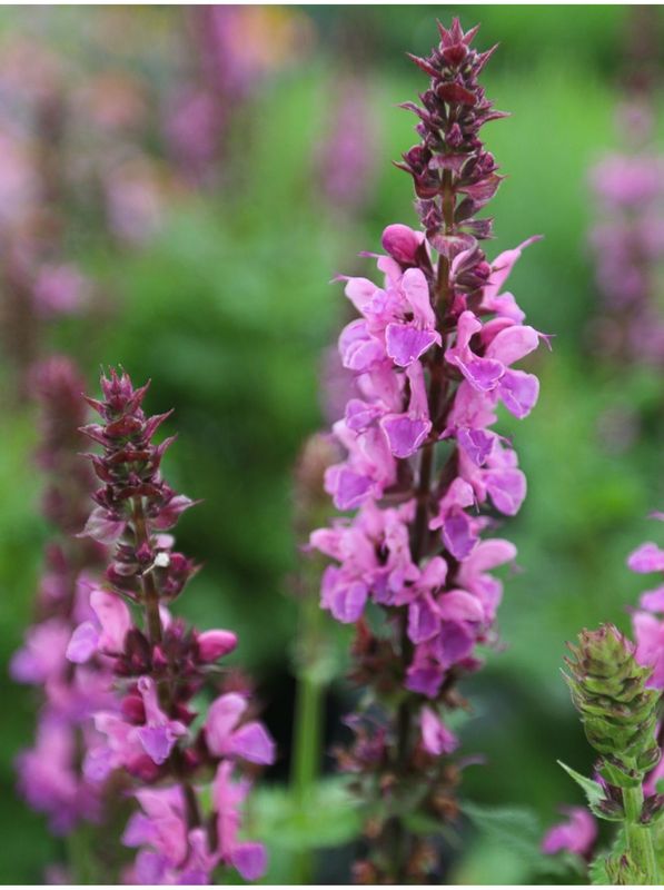 Salvia nemorosa ‘Marvel Rose’