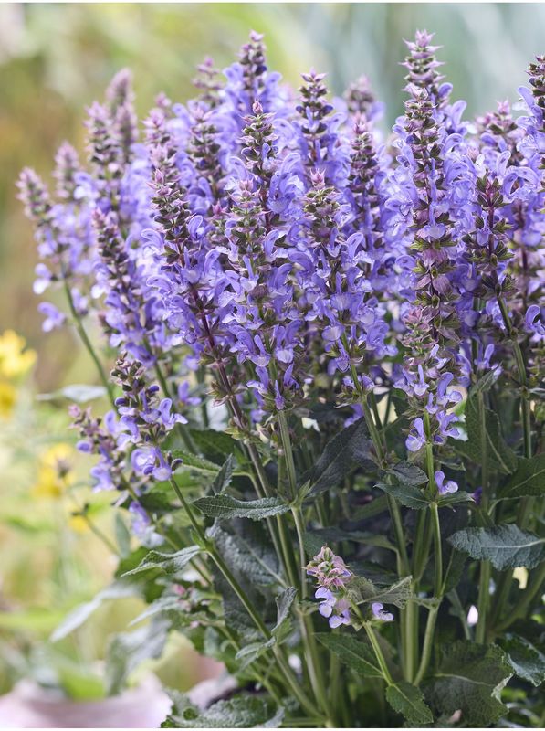 Salvia nemorosa ‘Sensation® Special Sky Blue Bicolour’
