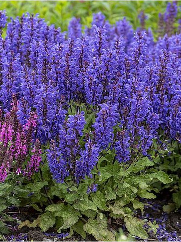 Salvia nemorosa ‘Noble Knight’