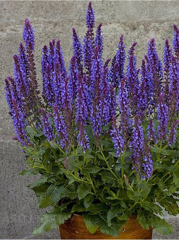 Salvia nemorosa ‘Blue Field’