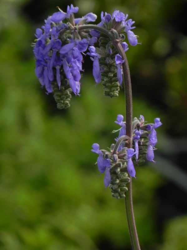 Salvia nutans