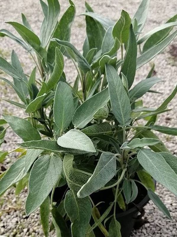 Salvia officinalis