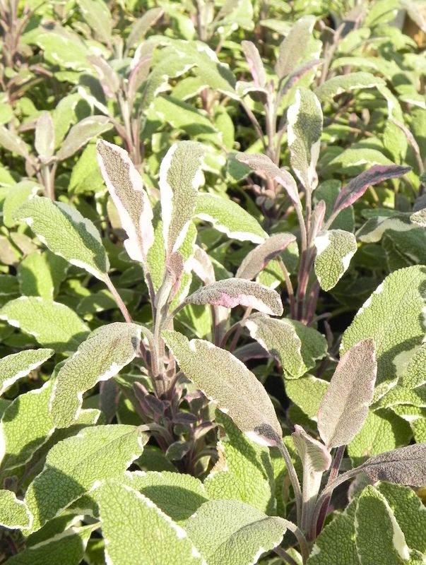 Salvia officinalis ‘Tricolor’