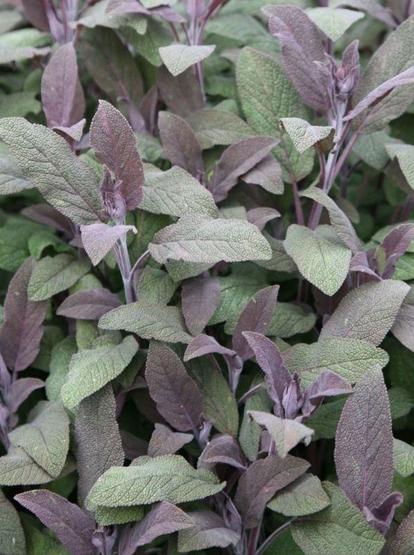 Salvia officinalis ‘Purpurascens’