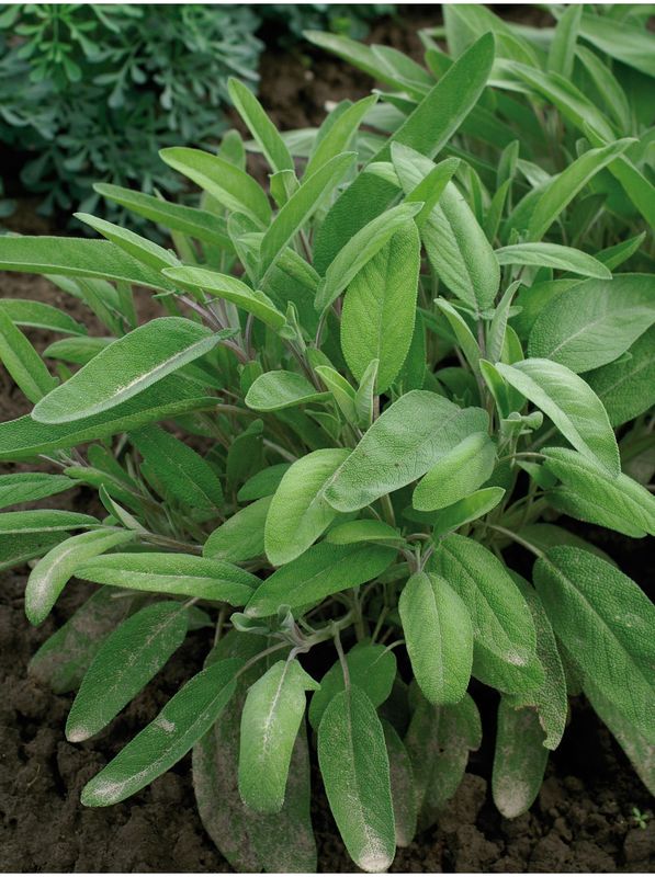 Salvia officinalis ‘Original’