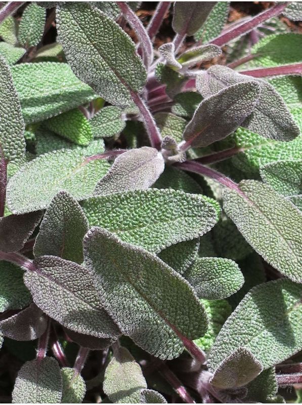 Salvia officinalis ‘Purple Beauty’