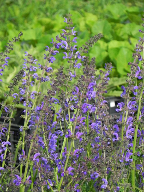 Salvia pratensis