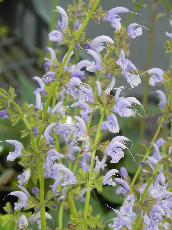 Salvia pratensis ‘Sky Dance’