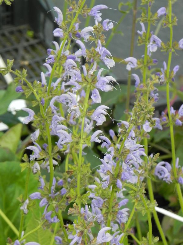 Salvia pratensis ‘Sky Dance’