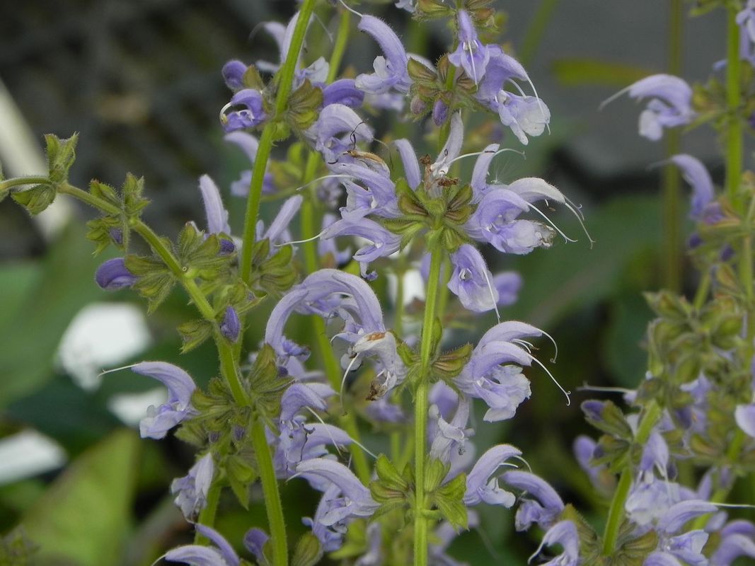 Salvia pratensis ‘Sky Dance’