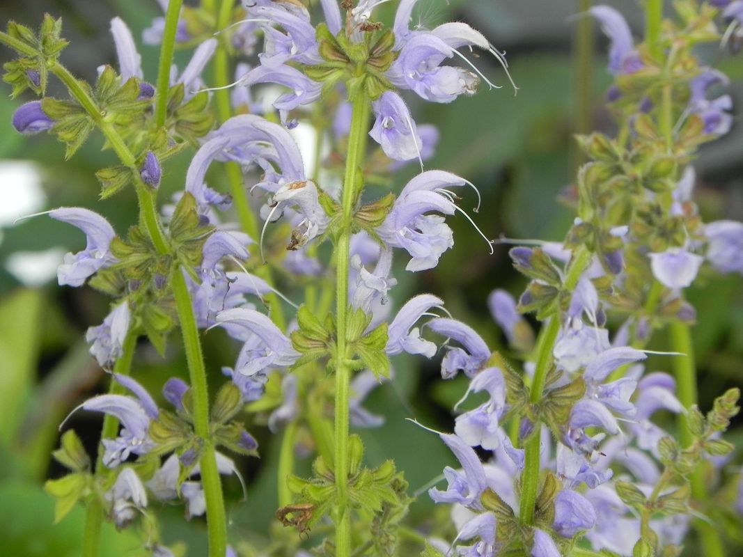 Salvia pratensis ‘Sky Dance’