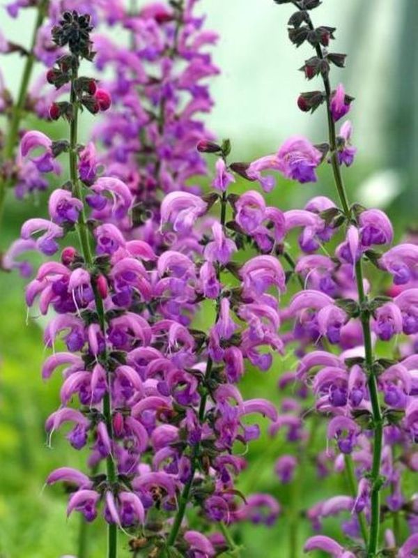 Salvia pratensis ‘Sweet Esmeralda’