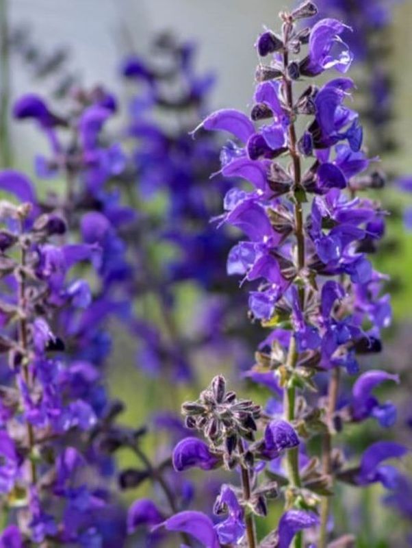 Salvia pratensis ‘Twilight Serenade’