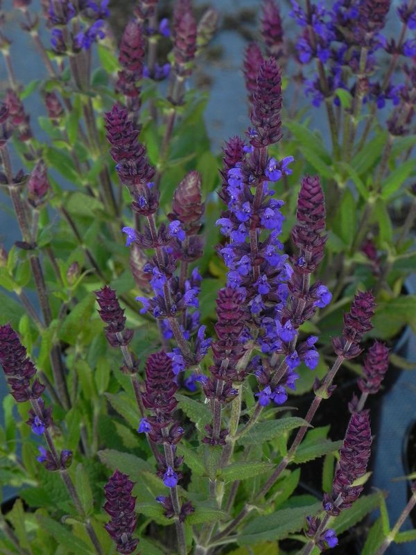 Salvia x superba ‘New Dimension Blue’