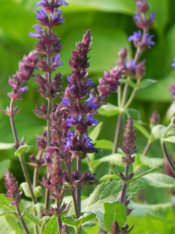 Salvia x superba ‘New Dimension Blue’