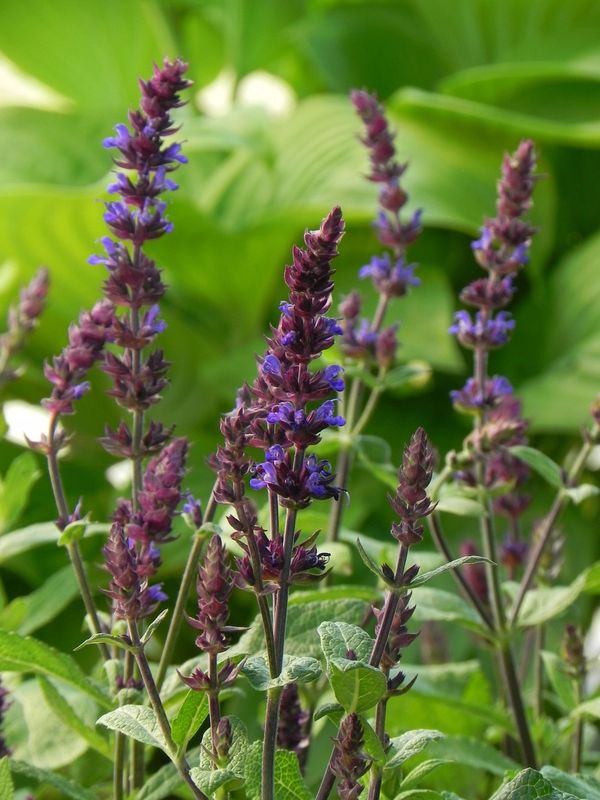 Salvia x superba ‘New Dimension Blue’