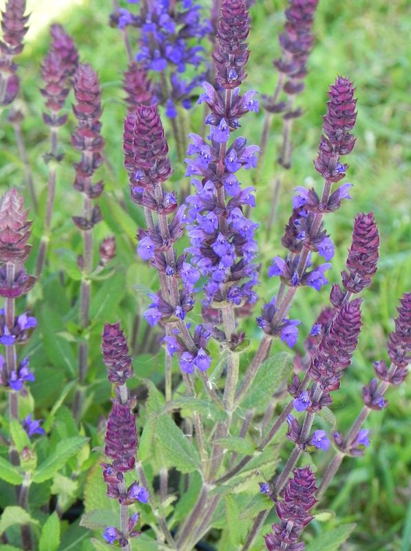 Salvia x superba ‘New Dimension Blue’