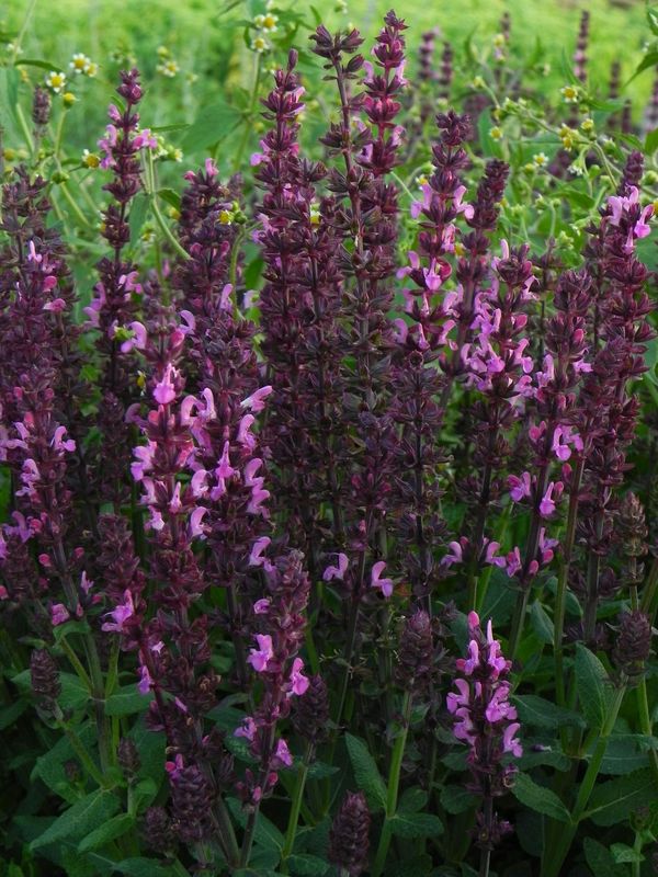 Salvia x superba ‘New Dimension Rose’