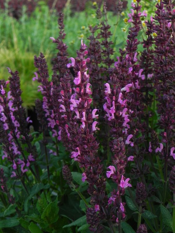 Salvia x superba ‘New Dimension Rose’