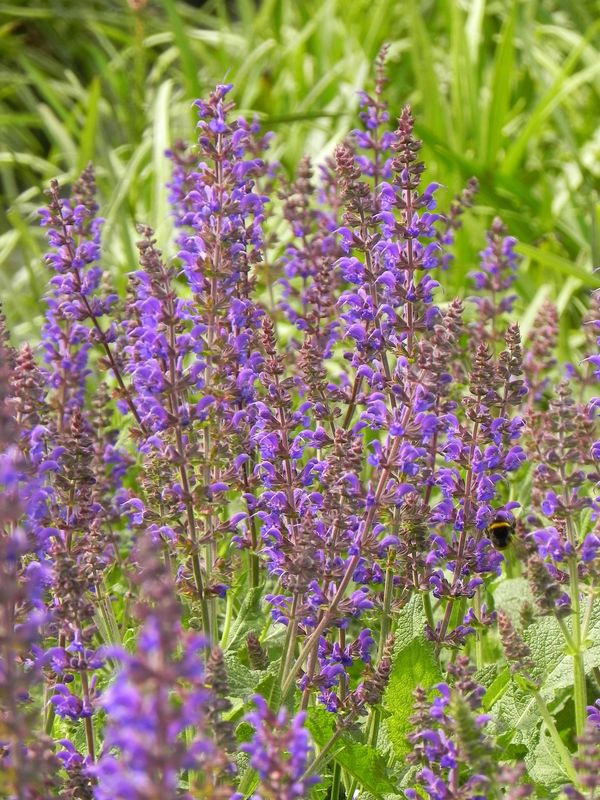 Salvia sylvestris ‘Mainacht’