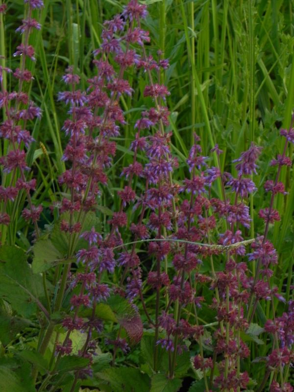 Salvia verticillata ‘Purple Rain’