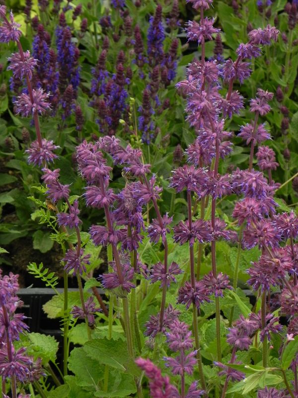 Salvia verticillata ‘Purple Rain’
