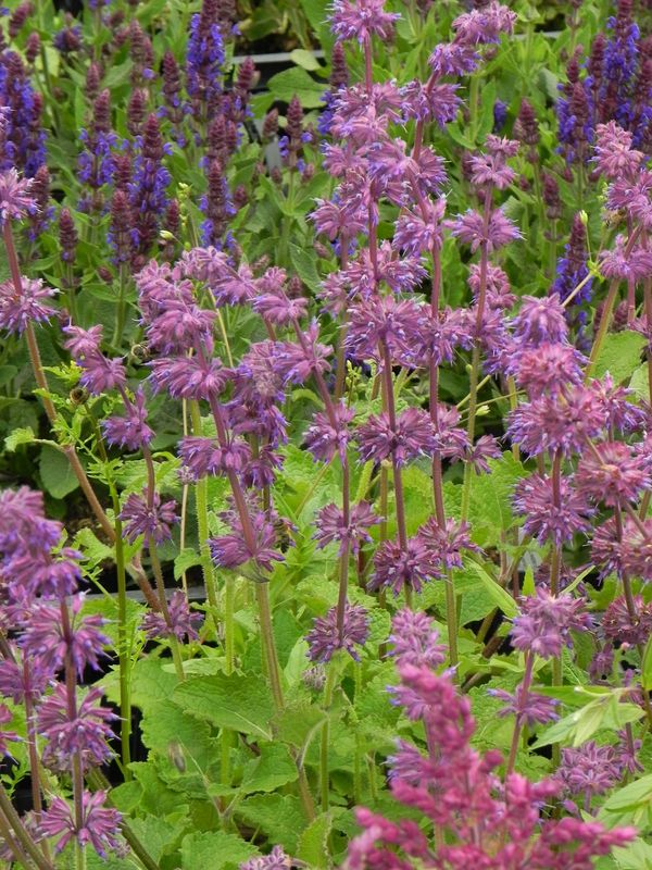 Salvia verticillata ‘Purple Rain’
