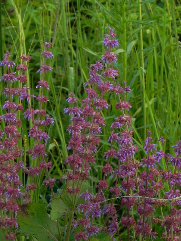 Salvia verticillata ‘Purple Rain’