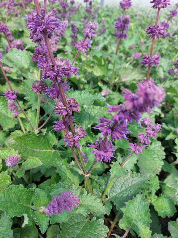 Salvia verticillata ‘Purple Rain’