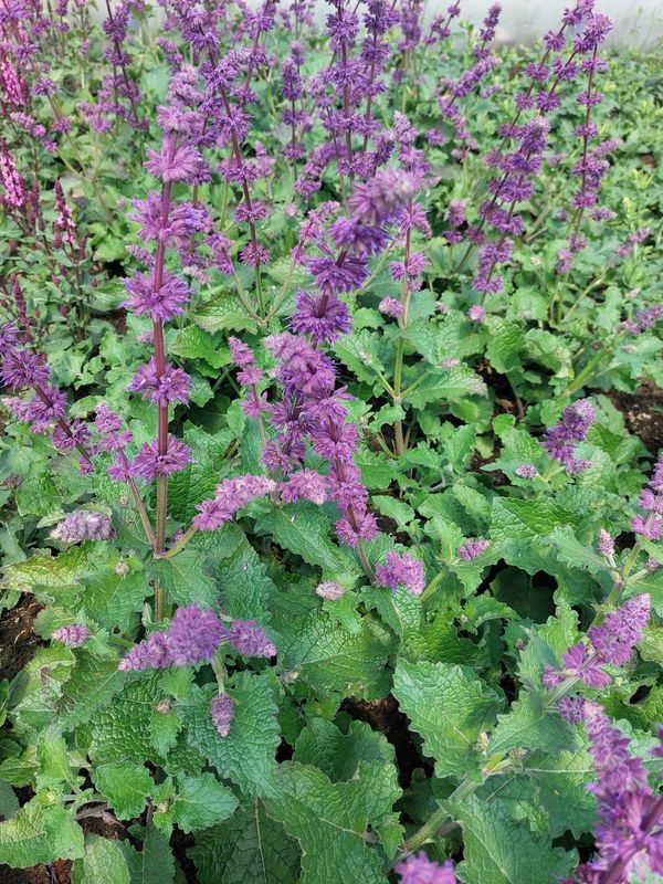 Salvia verticillata ‘Purple Rain’