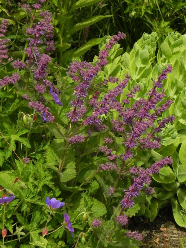 Salvia verticillata ‘Purple Rain’