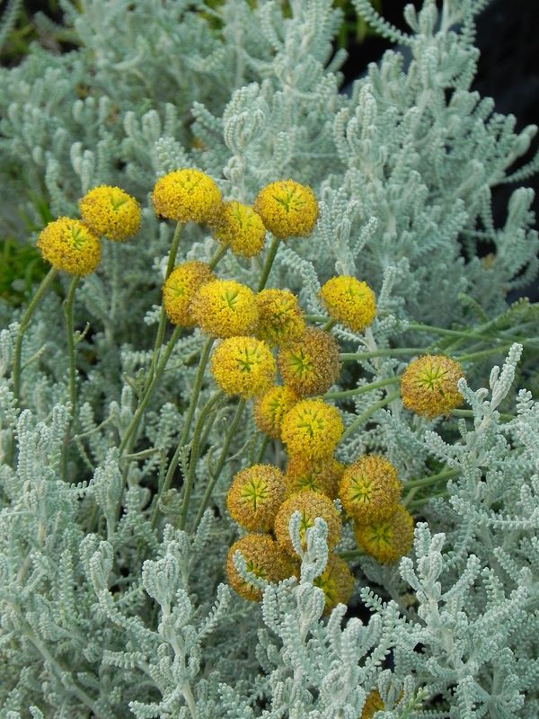 Santolina chamaecyparissus