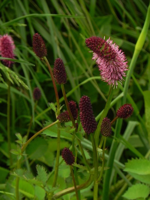 Sanguisorba menziesii