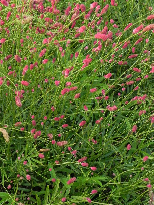 Sanguisorba menziesii