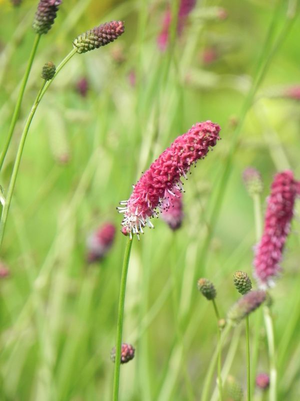 Sanguisorba menziesii