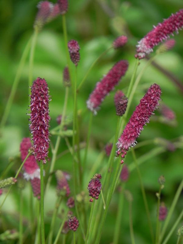 Sanguisorba menziesii