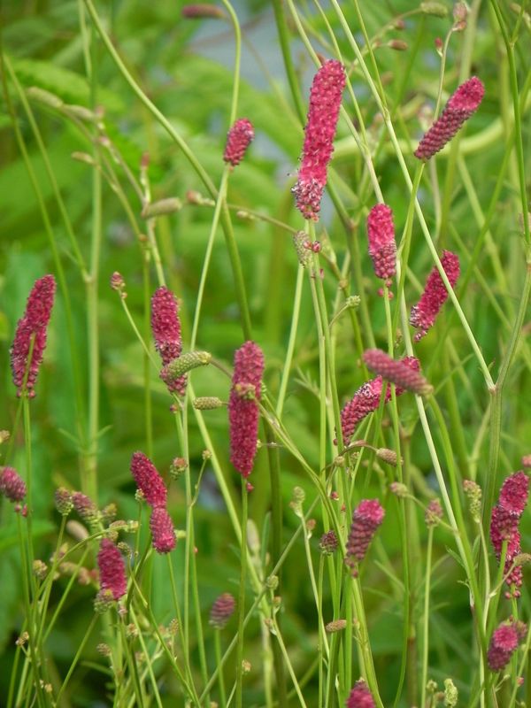Sanguisorba menziesii