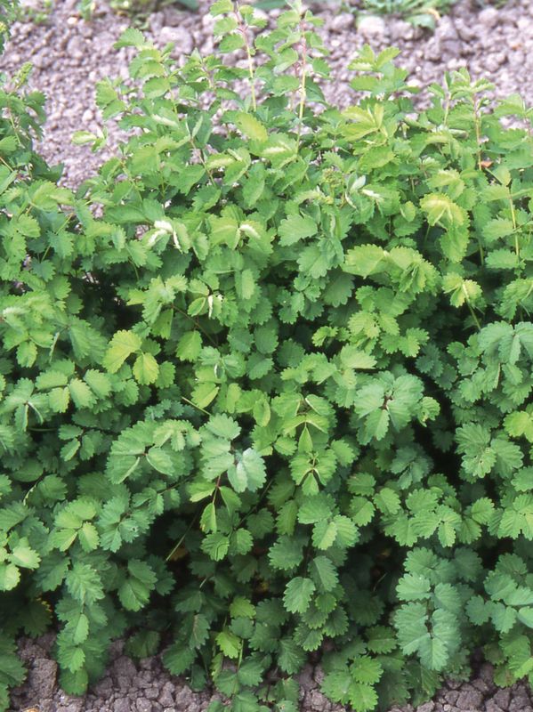 Sanguisorba minor