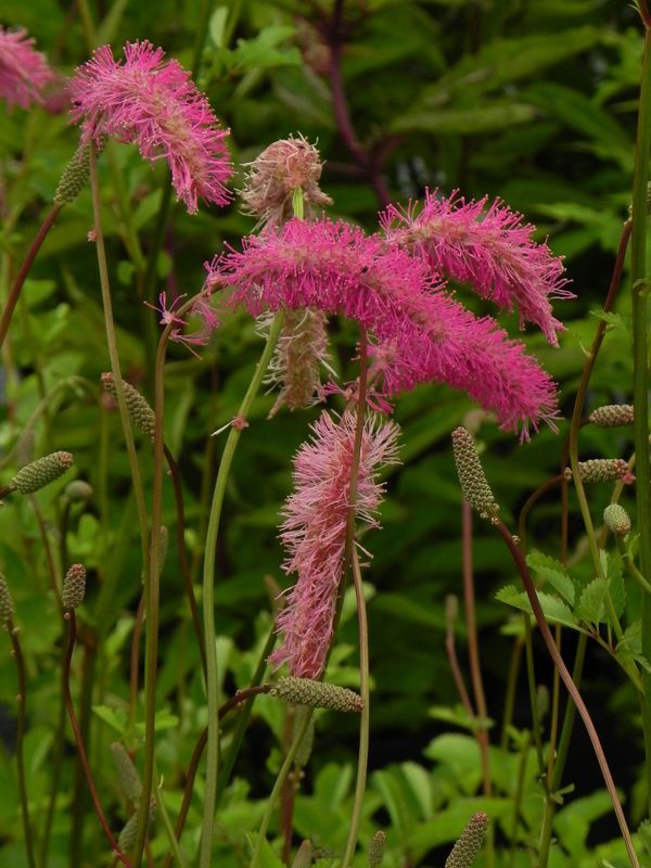 Sanguisorba obtusa