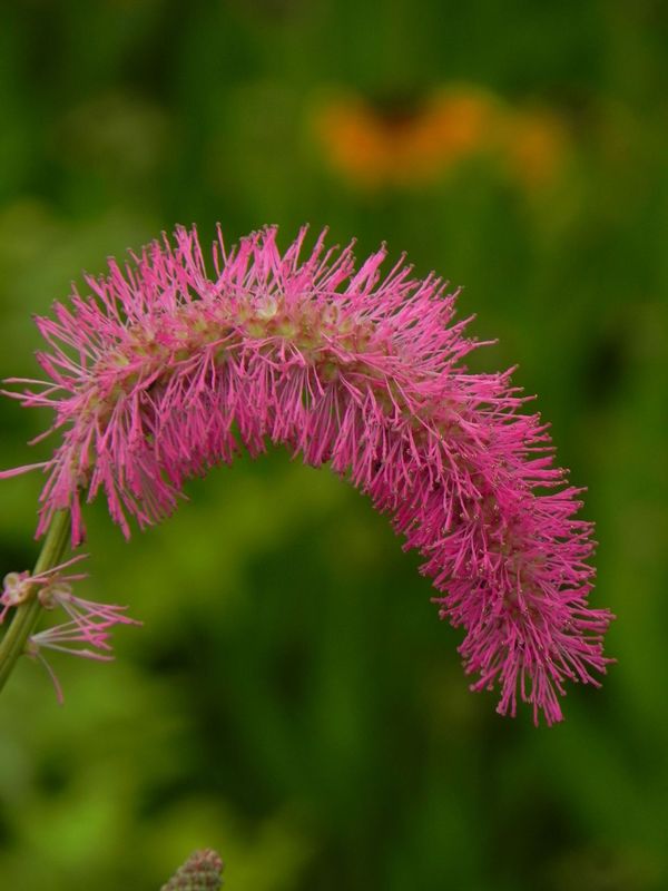 Sanguisorba obtusa