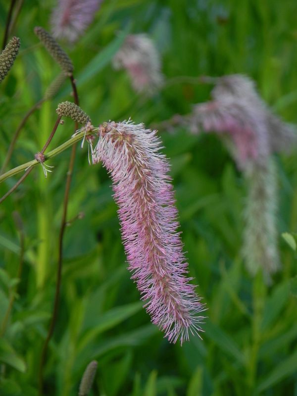 Sanguisorba obtusa