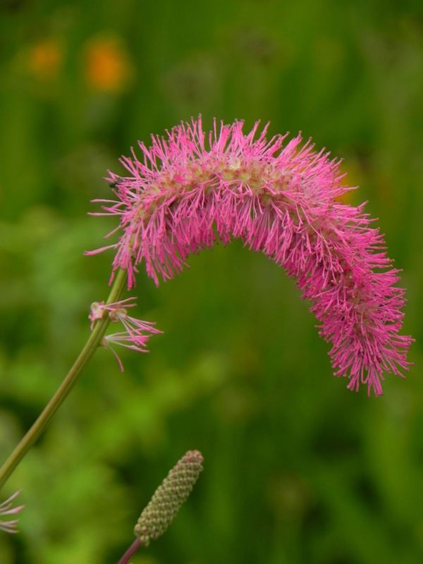 Sanguisorba obtusa