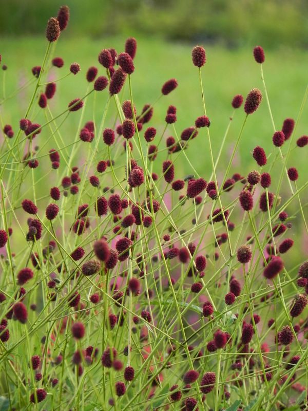 Sanguisorba officinalis