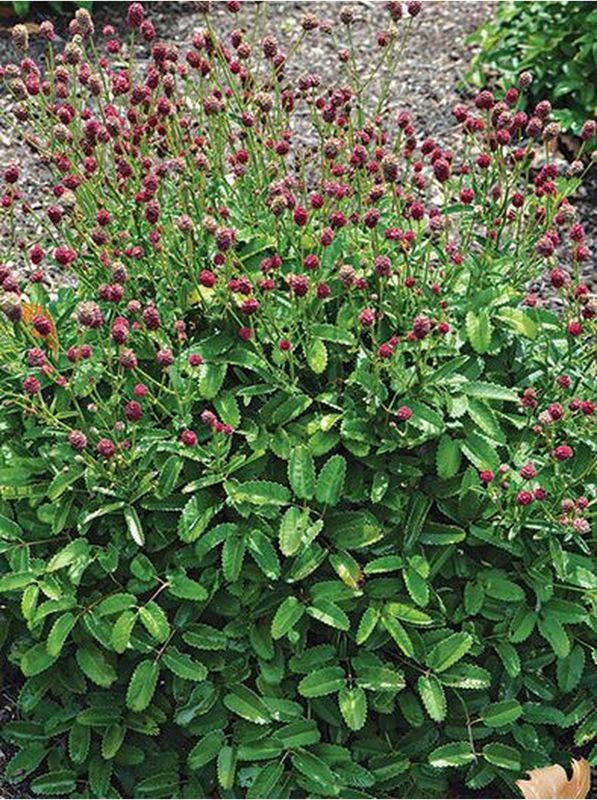 Sanguisorba officinalis ‘Little Red Tanna’