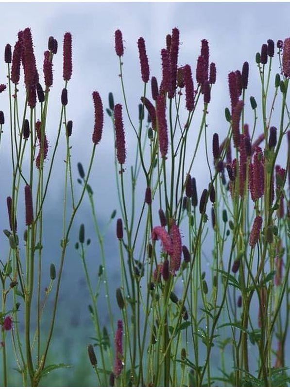 Sanguisorba officinalis ‘Black Thorn’