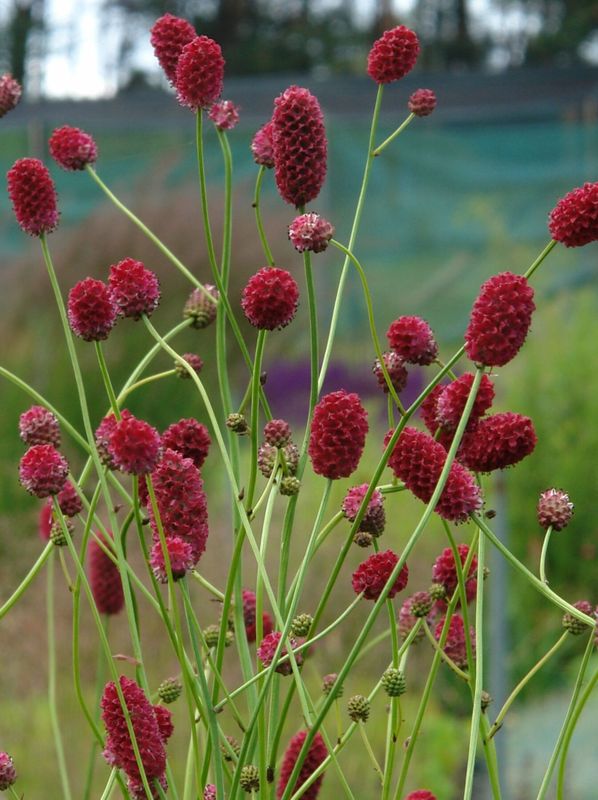 Sanguisorba officinalis ‘Arnhem’