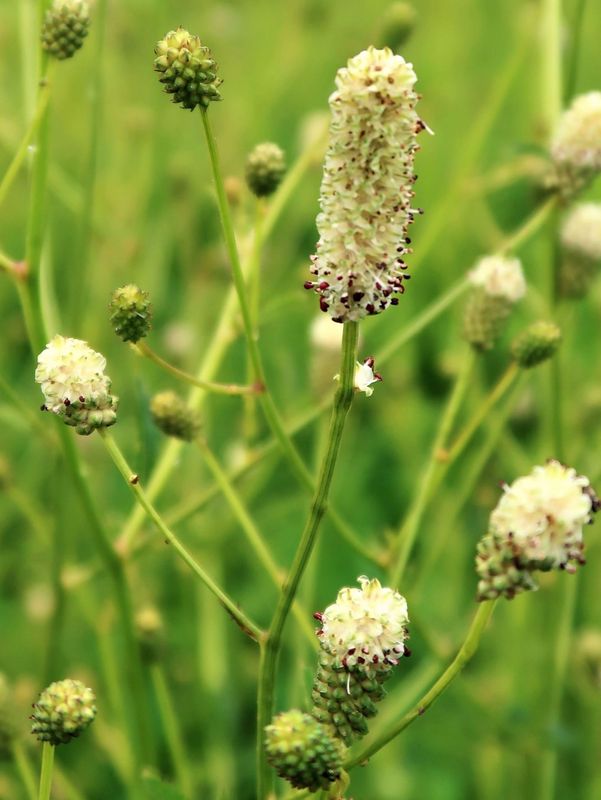Sanguisorba officinalis ‘Jam Session’