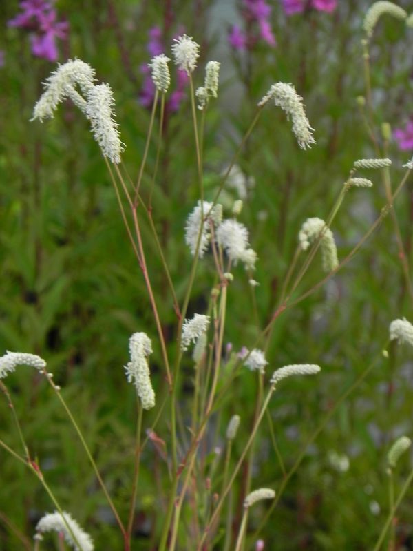 Sanguisorba tenuifolia ‘Alba’
