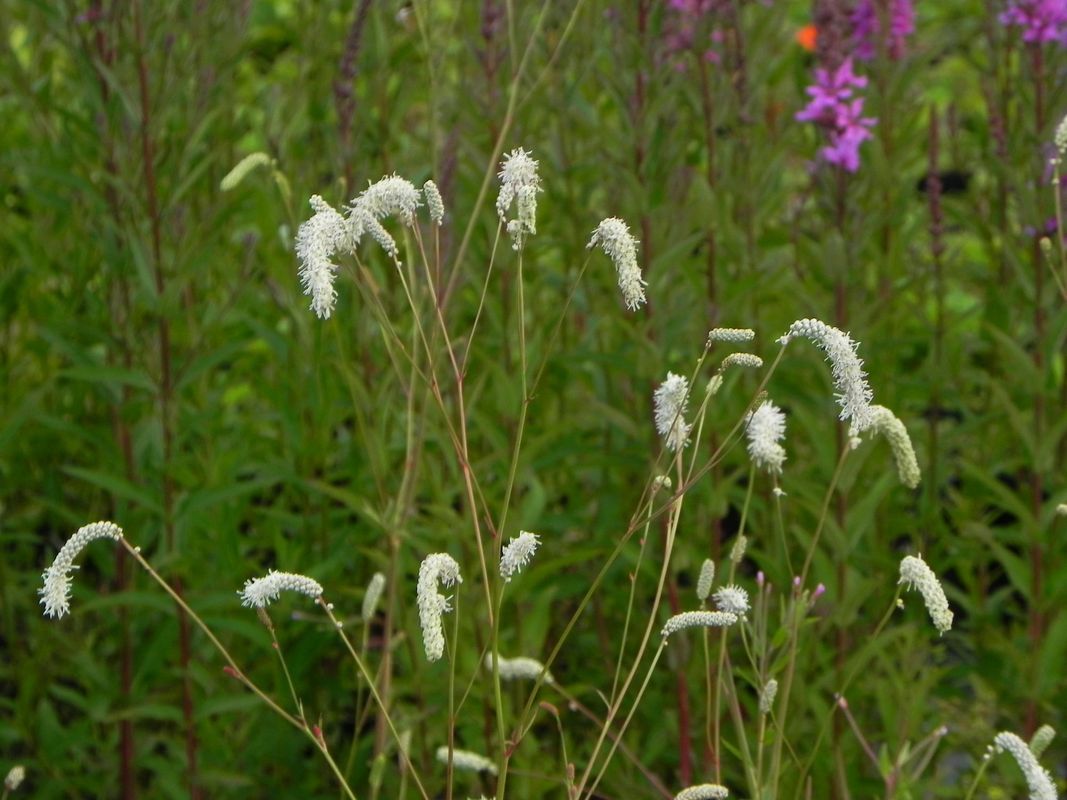 Sanguisorba tenuifolia ‘Alba’