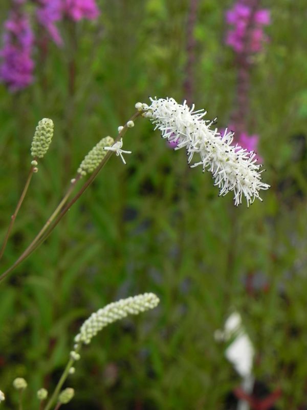 Sanguisorba tenuifolia ‘Alba’
